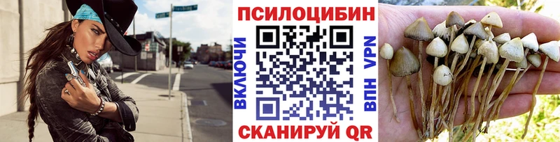 Псилоцибиновые грибы Psilocybe  Гремячинск 